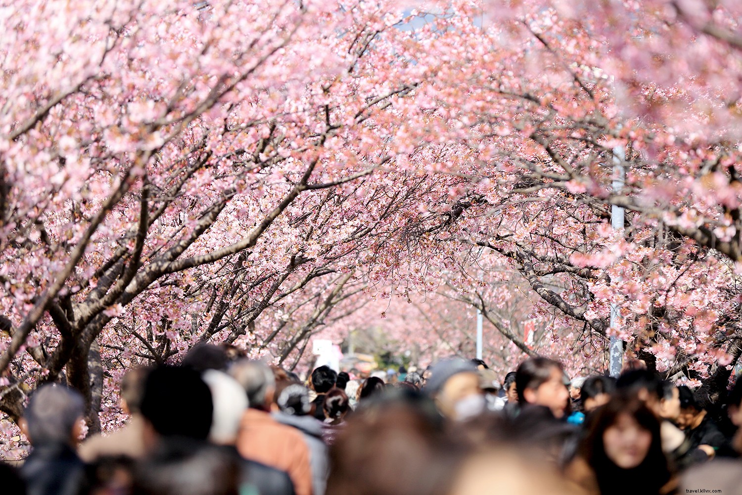 Os melhores lugares para ver as flores de cerejeira em todo o mundo 